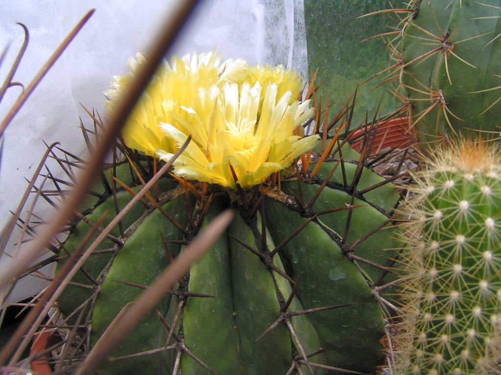 Ferocactus schwarzii